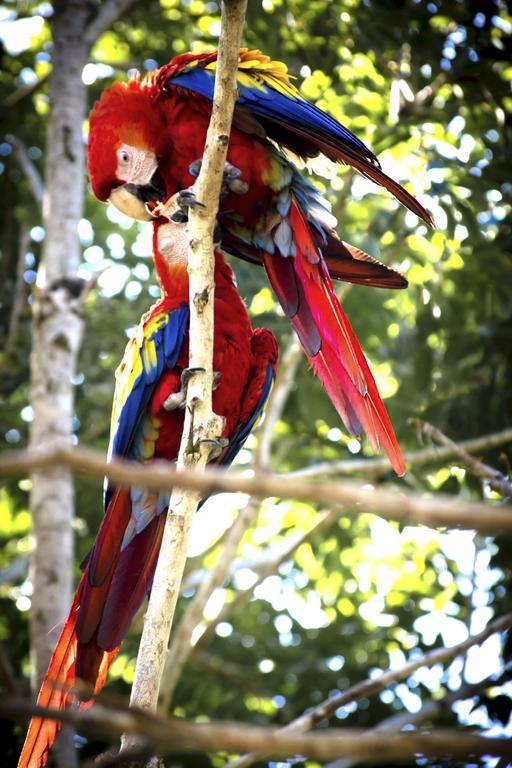 Manuel Antonio Hostel Resort エクステリア 写真