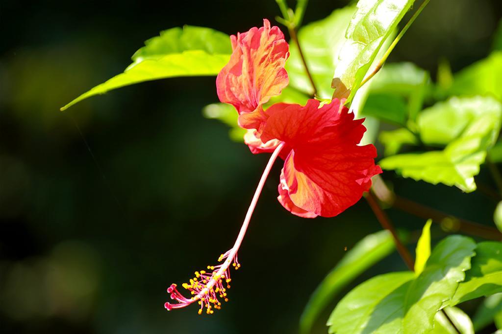 Manuel Antonio Hostel Resort エクステリア 写真