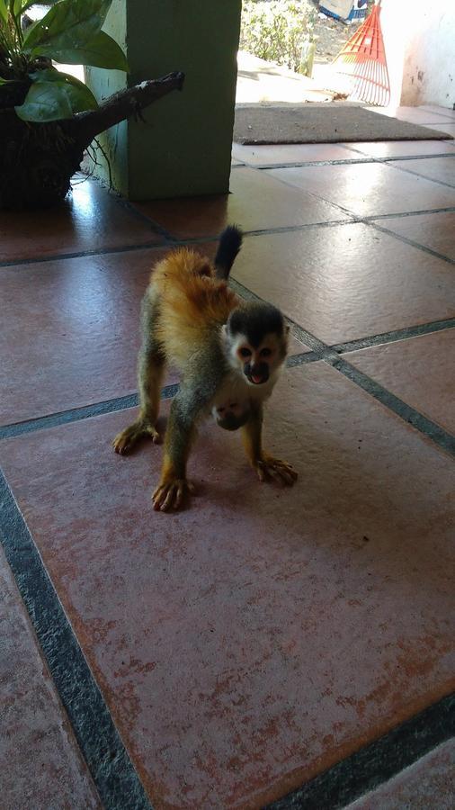 Manuel Antonio Hostel Resort エクステリア 写真